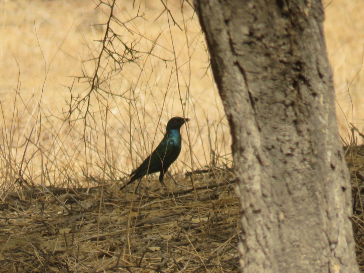 blåøreglansstær - ML645115820