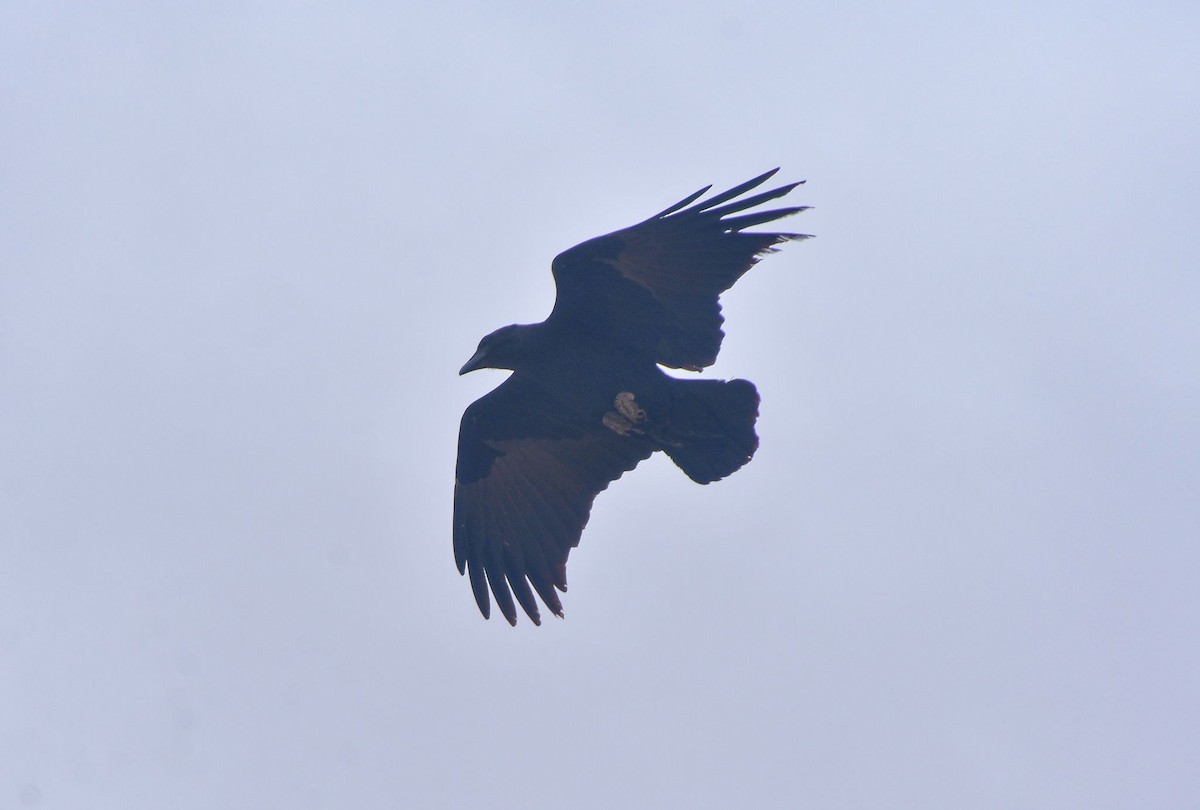 Kısa Kuyruklu Kuzgun - ML645115821