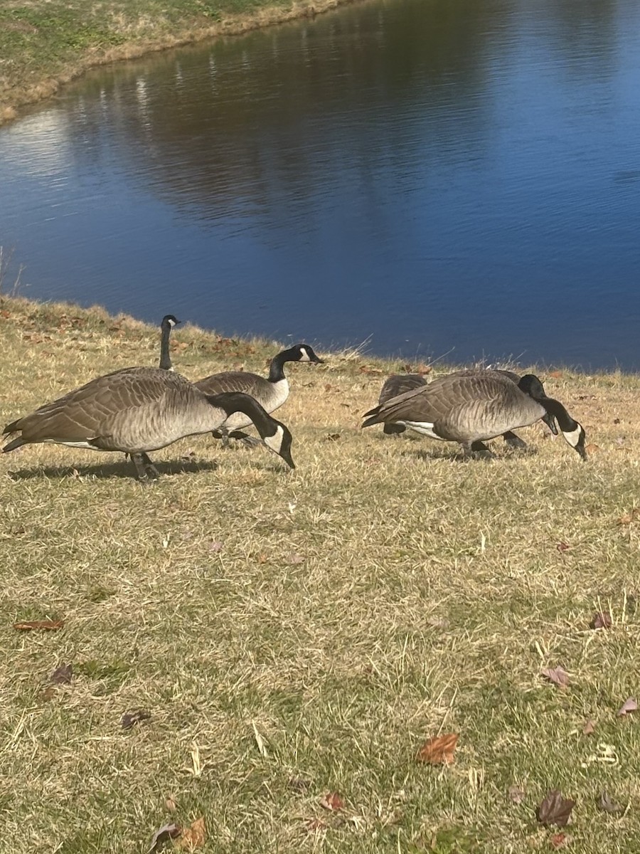 berneška velká - ML645115822