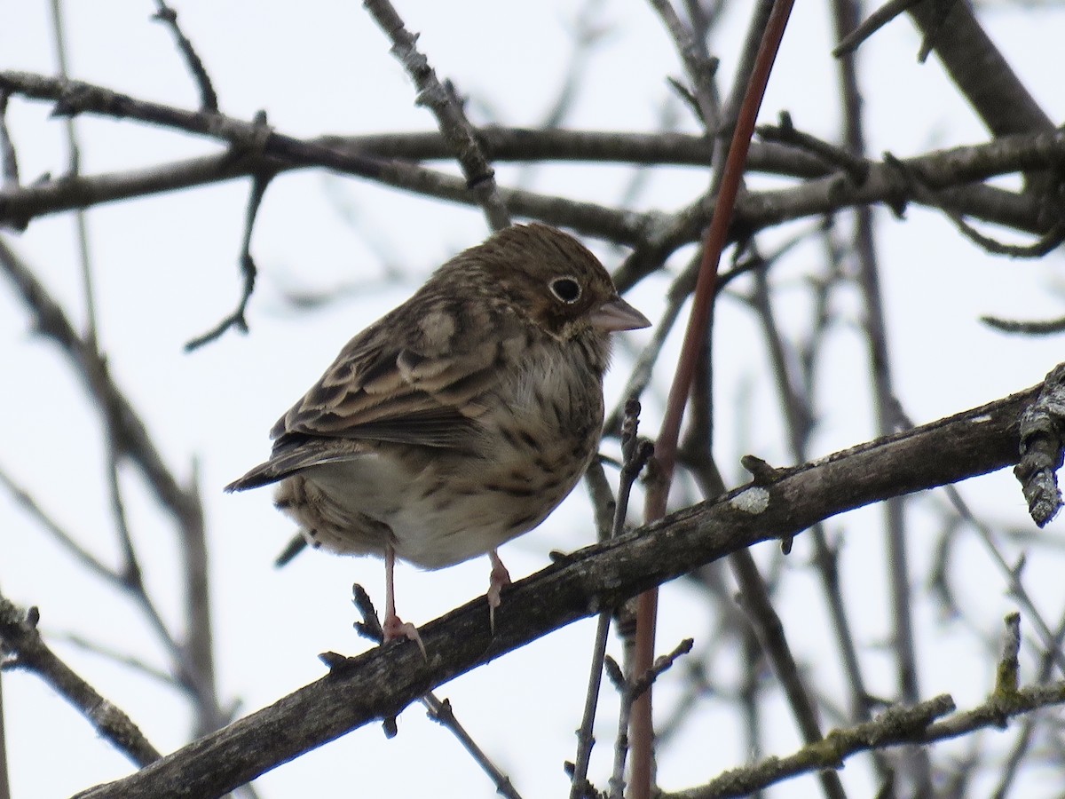 Vesper Sparrow - ML645115825