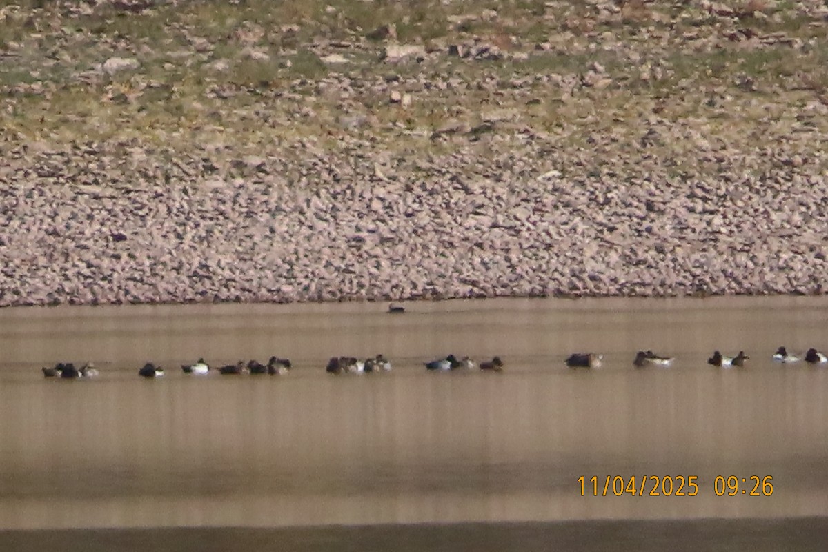 duck sp. - ML645115826