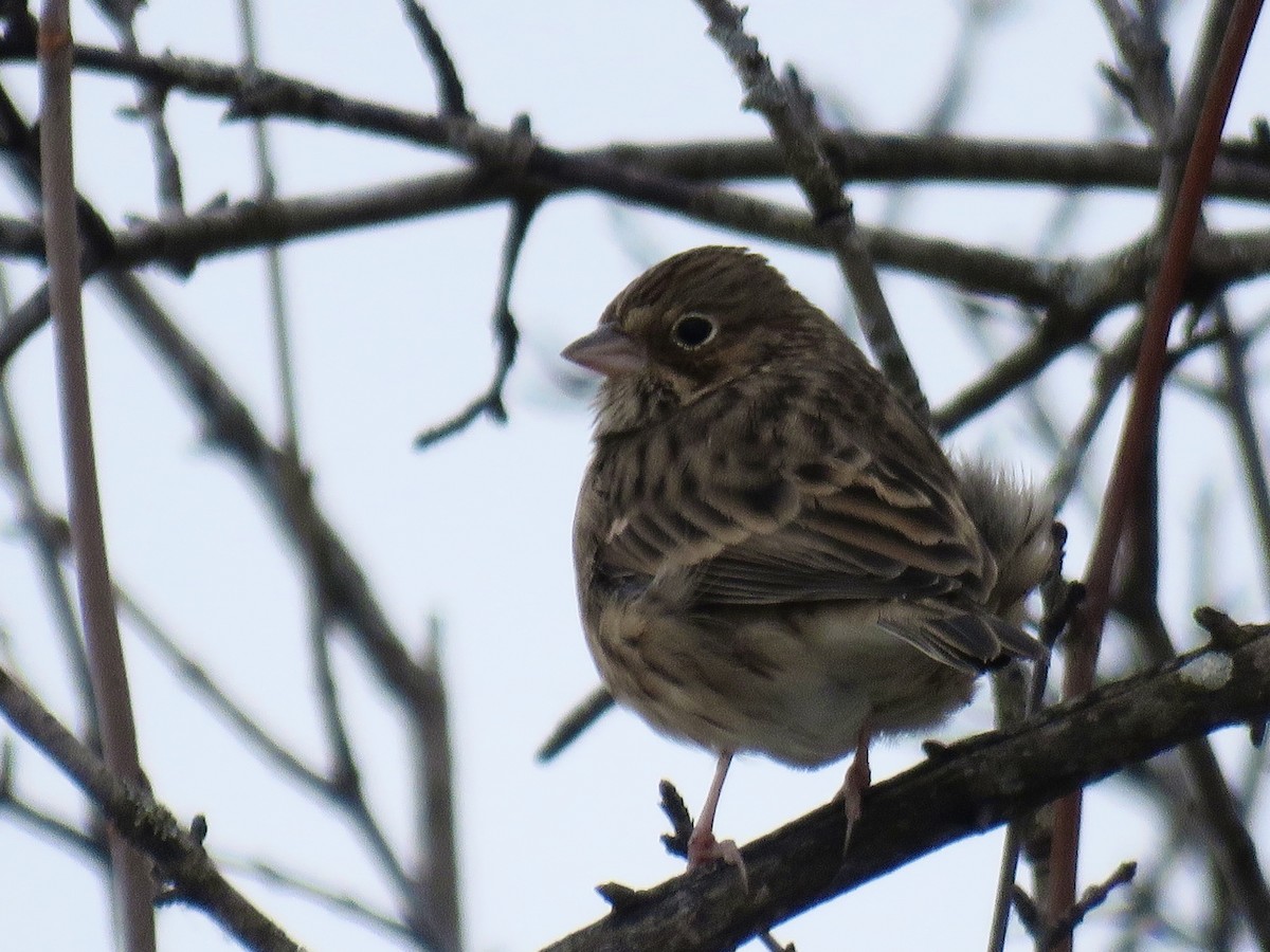 Vesper Sparrow - ML645115827