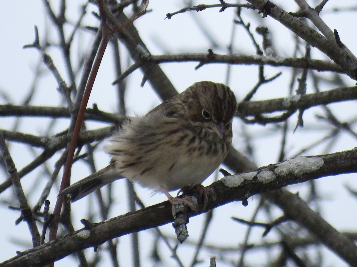 Vesper Sparrow - ML645115828