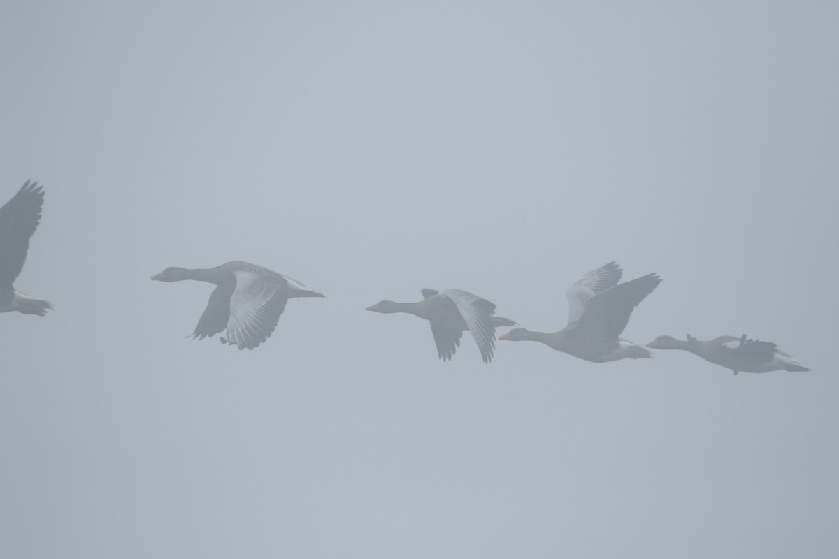 Серый гусь - ML645115829