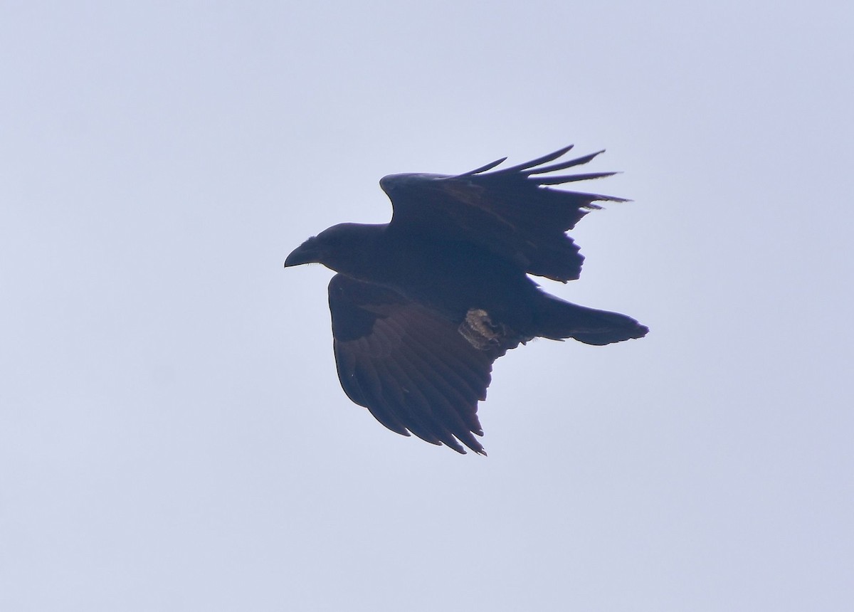 Kısa Kuyruklu Kuzgun - ML645115831