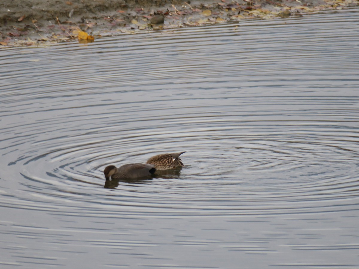 Ipar-ahatea - ML645115837