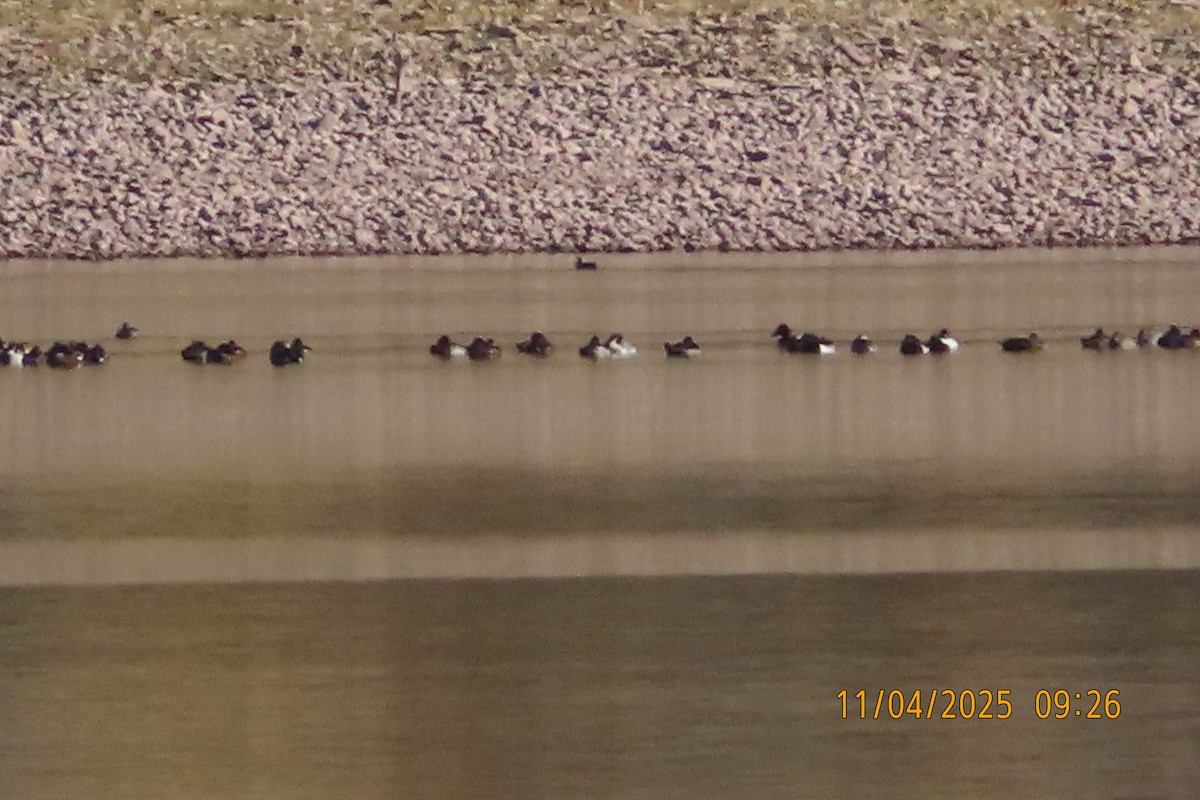 duck sp. - ML645115838