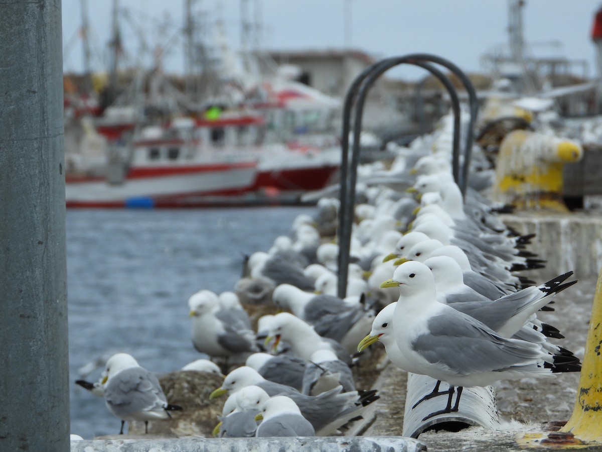 Kara Ayaklı Martı - ML645115846