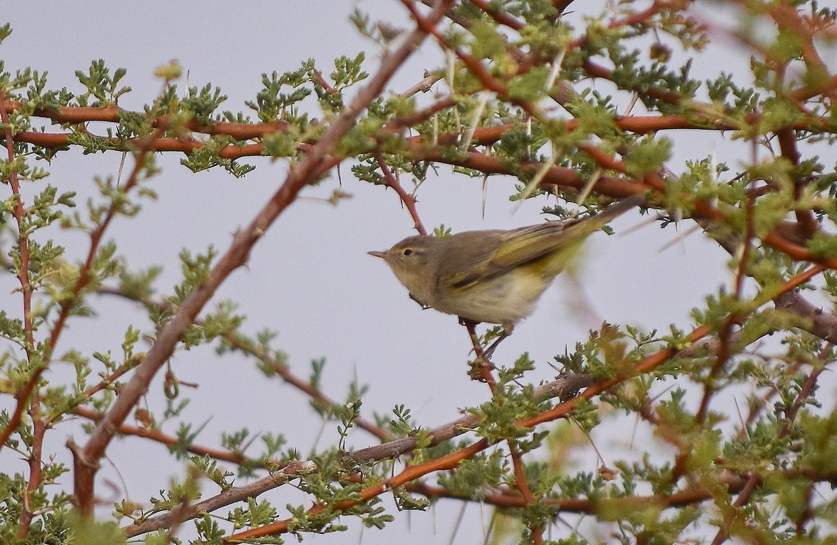 Eastern Bonelli's Warbler - ML645115856