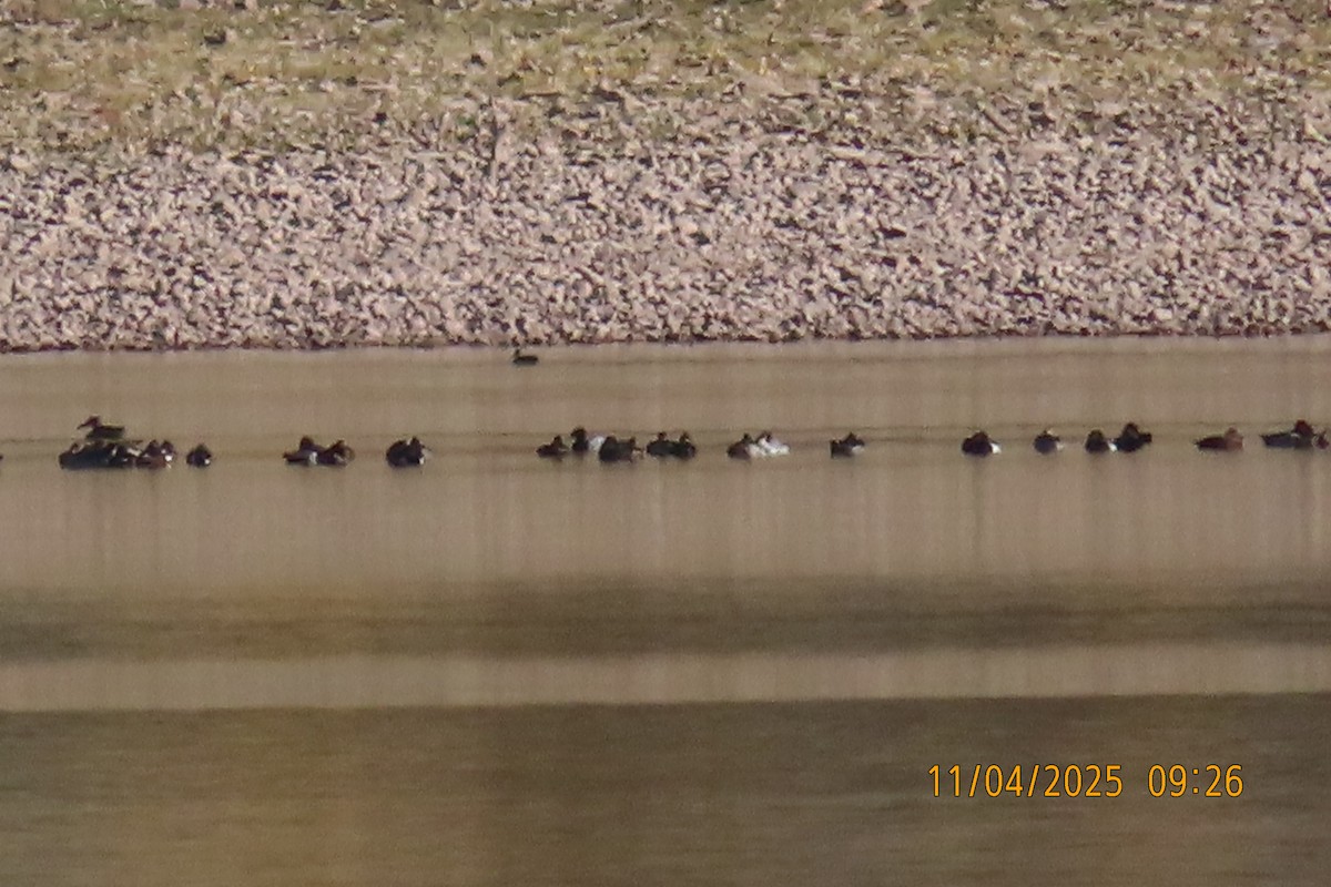 duck sp. - ML645115857