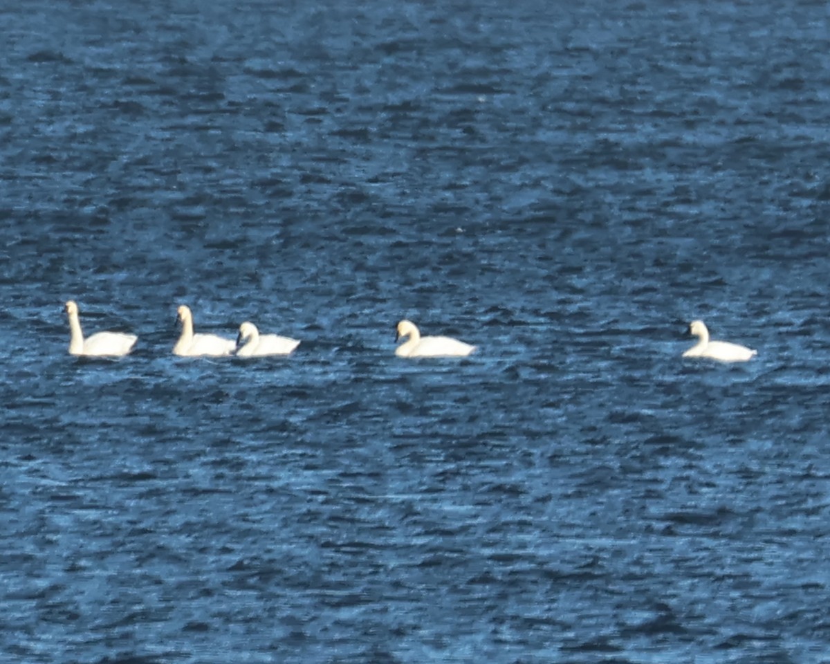 Tundra Swan - ML645115862