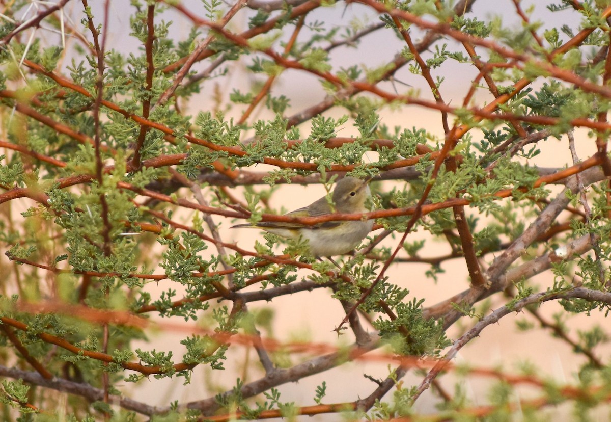 Eastern Bonelli's Warbler - ML645115863