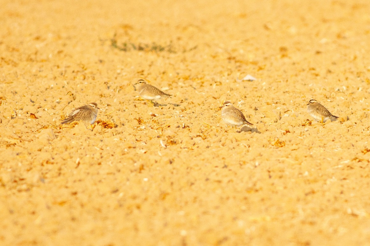 Eurasian Dotterel - ML645115868