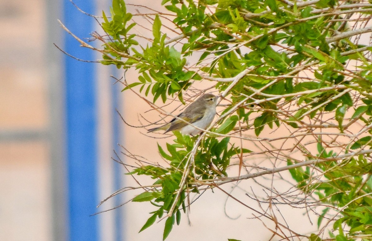 Eastern Bonelli's Warbler - ML645115874