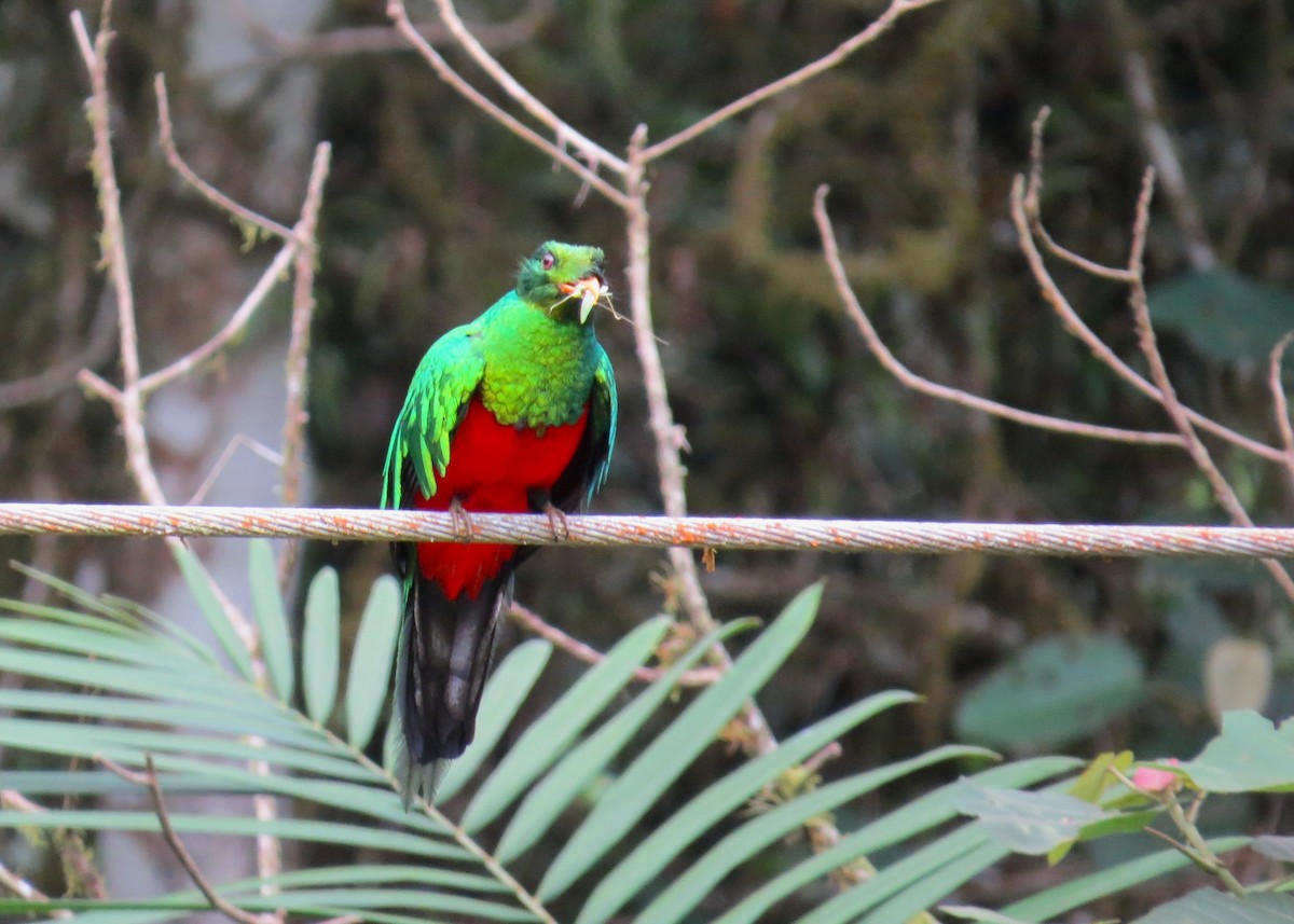 Golden-headed Quetzal - ML645115881