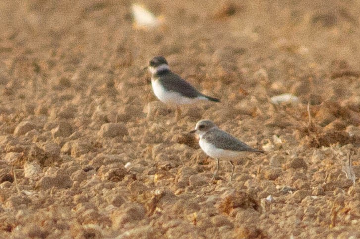 Kentish Plover - ML645115882
