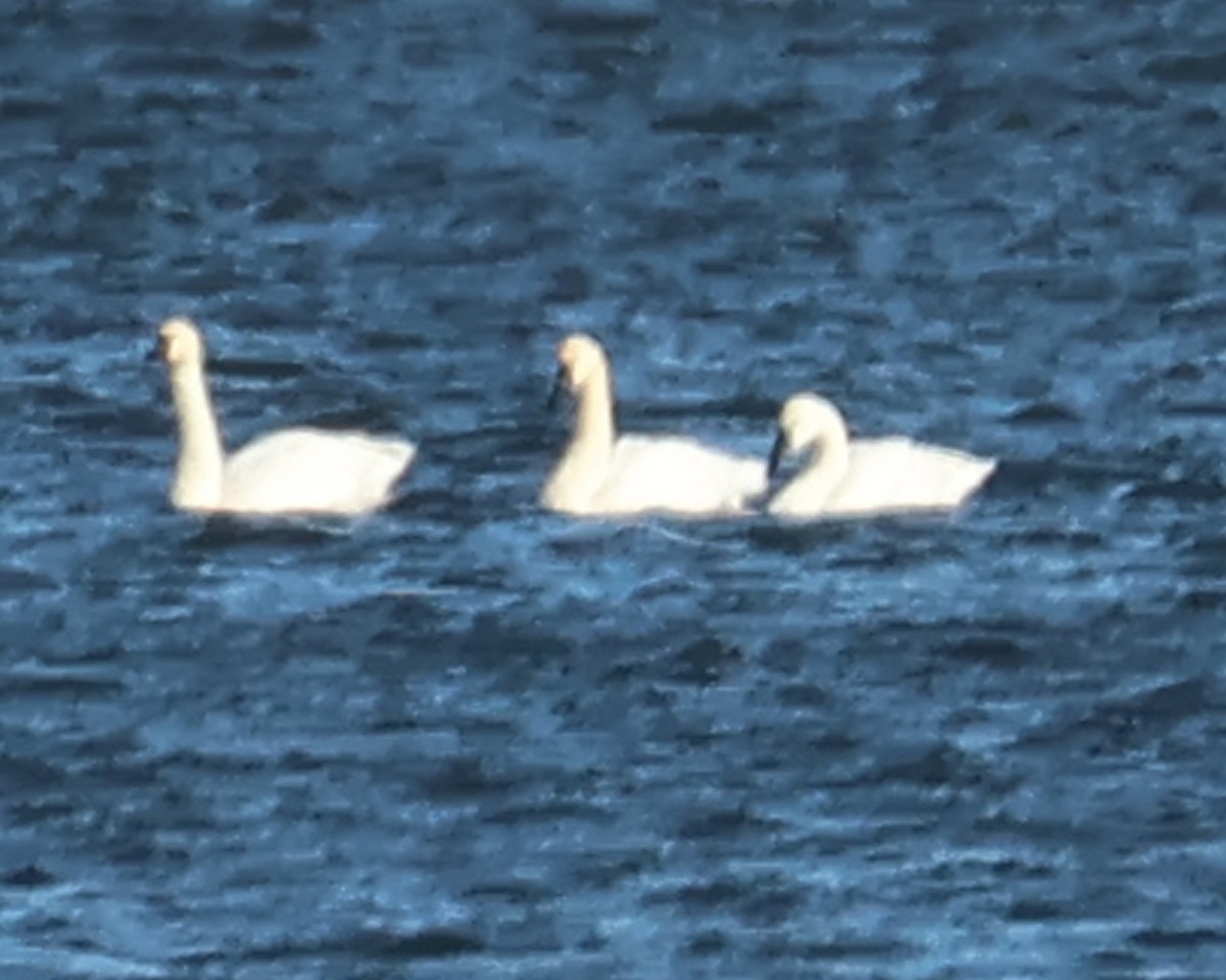 Tundra Swan - ML645115883