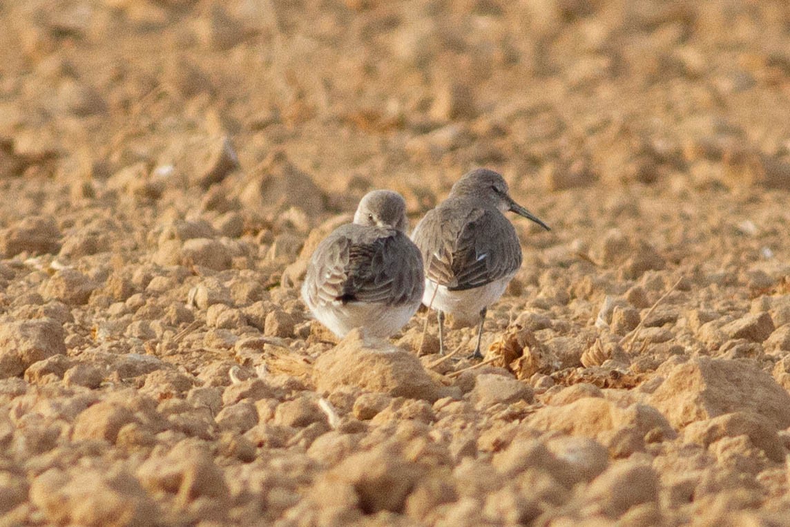 Dunlin - ML645115896