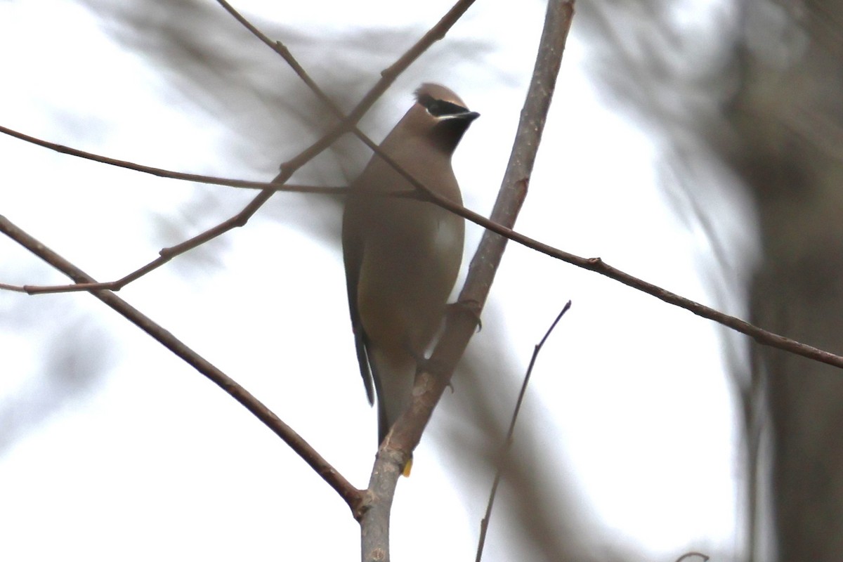 Sedir İpekkuyruğu - ML645115902