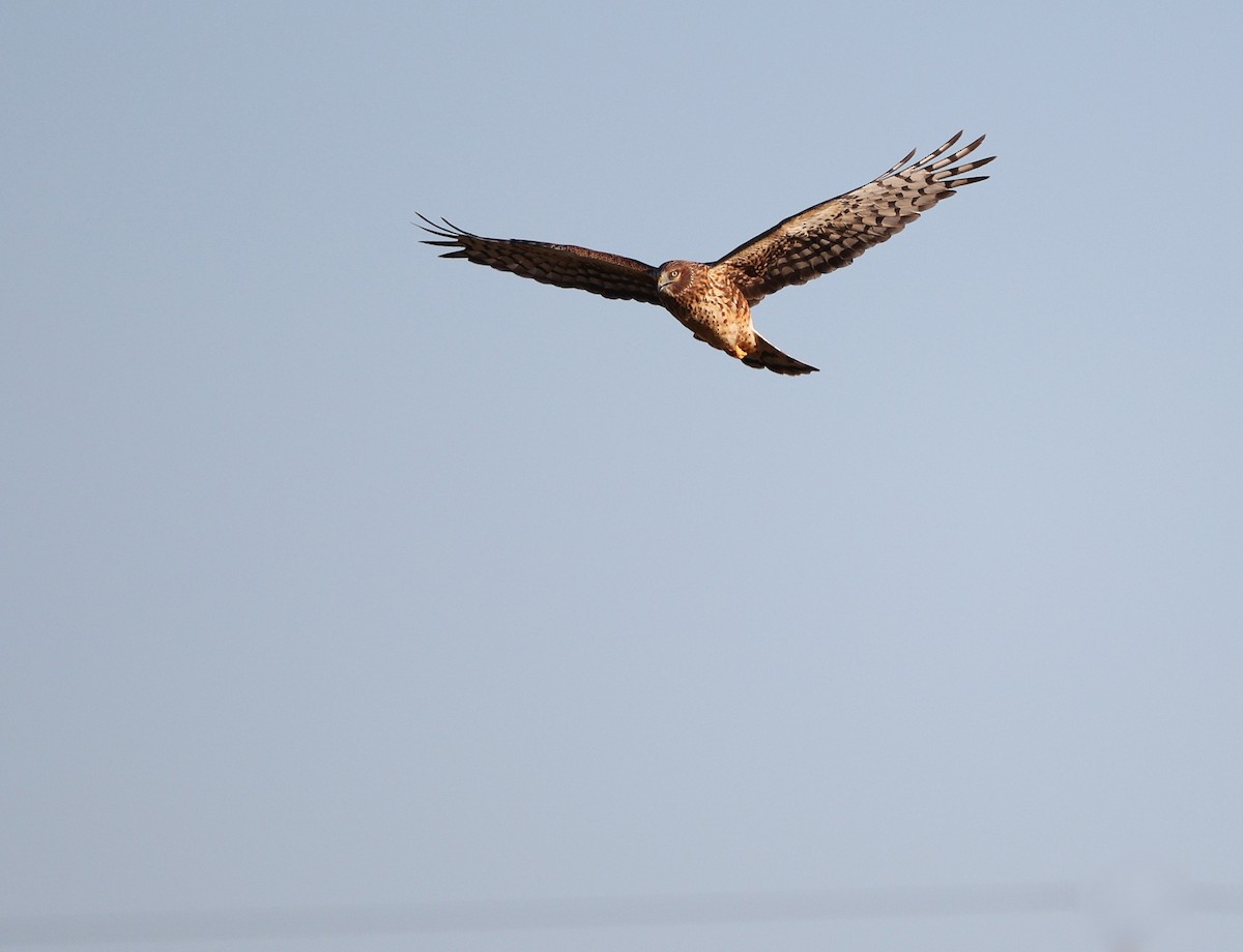 Northern Harrier - ML645115908