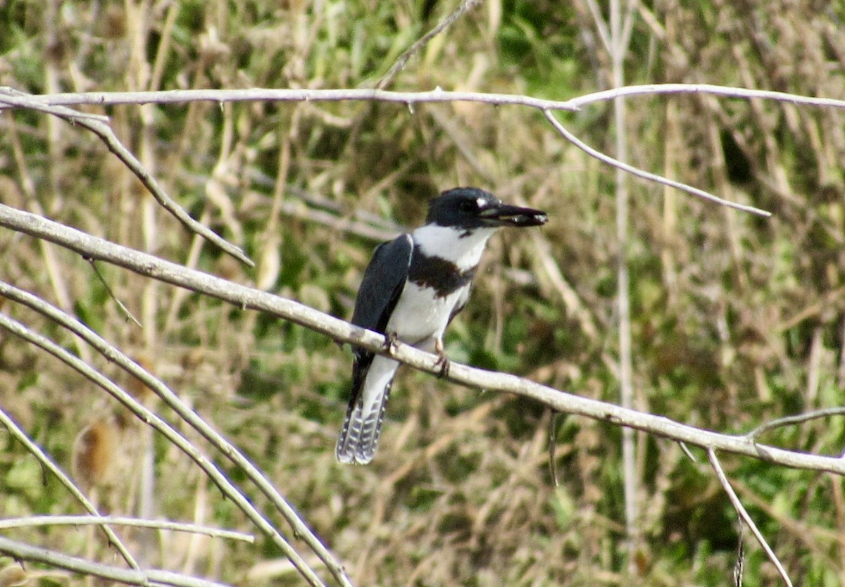 Belted Kingfisher - ML645115926