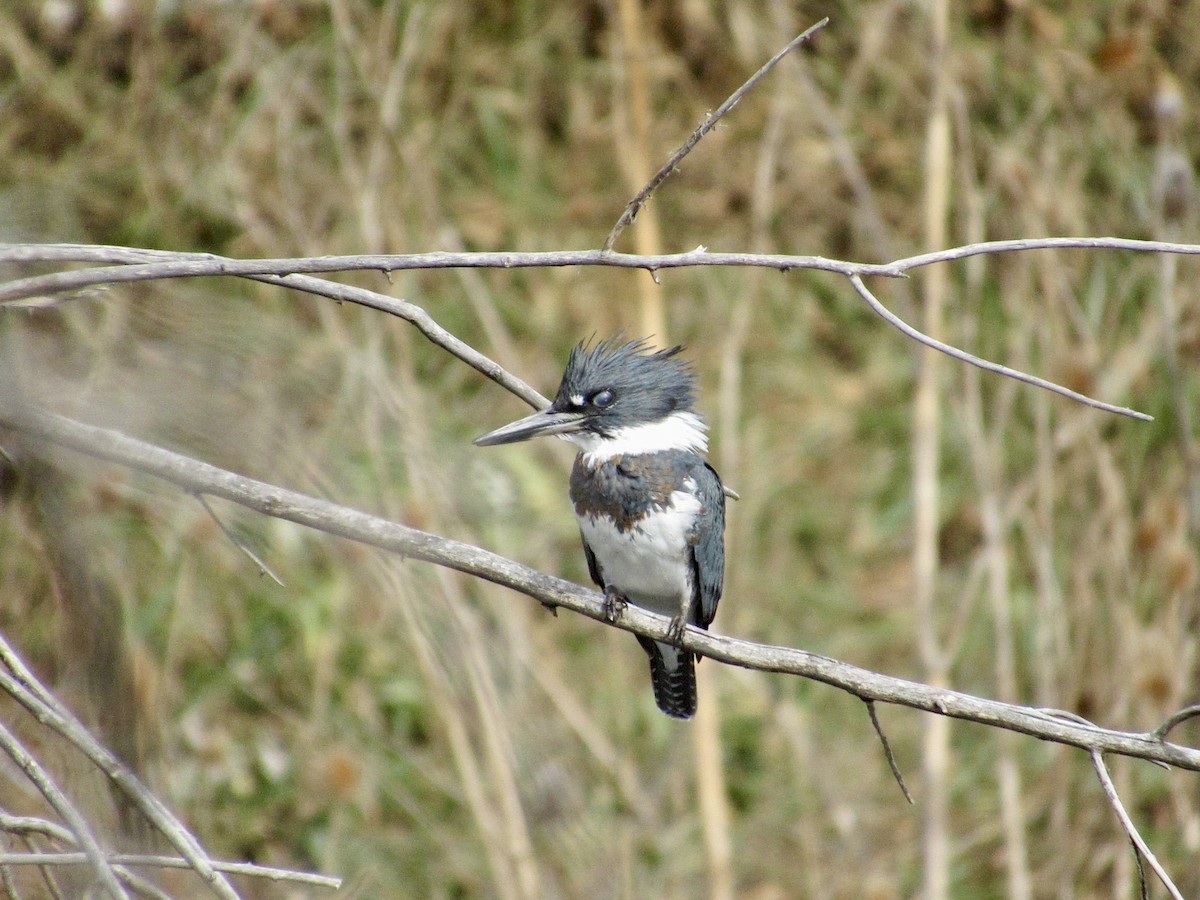 Belted Kingfisher - ML645115927