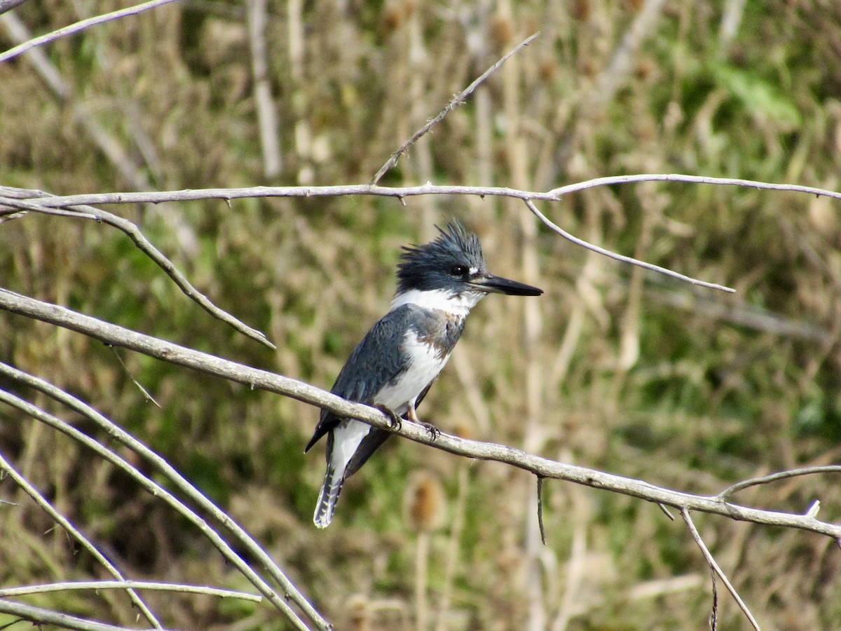 Belted Kingfisher - ML645115928