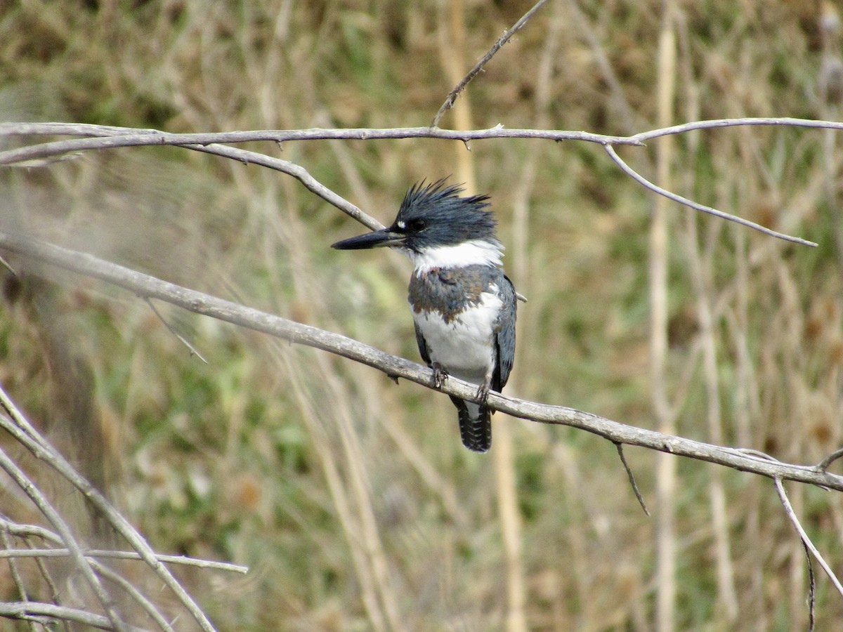 Belted Kingfisher - ML645115929