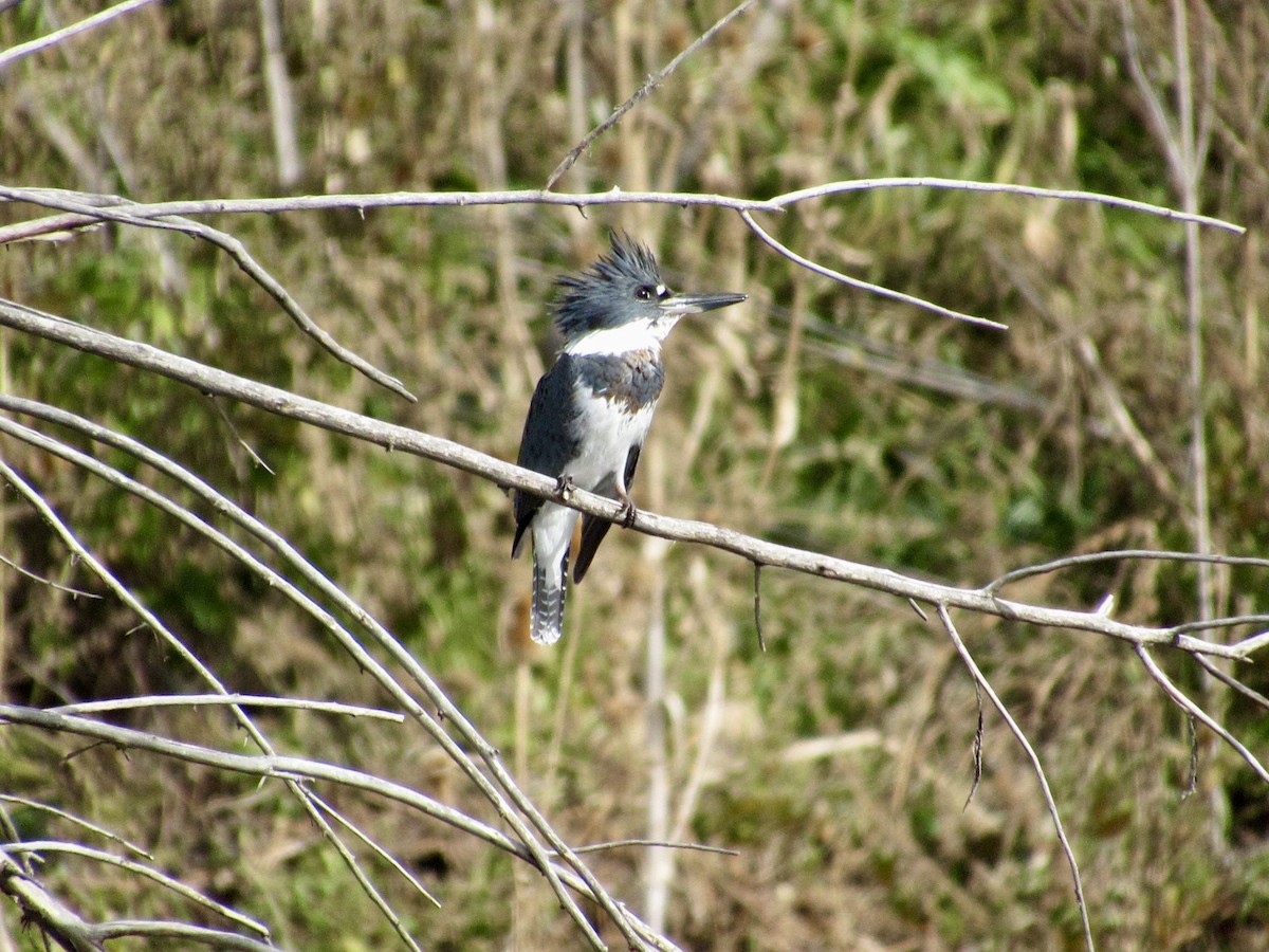Belted Kingfisher - ML645115930