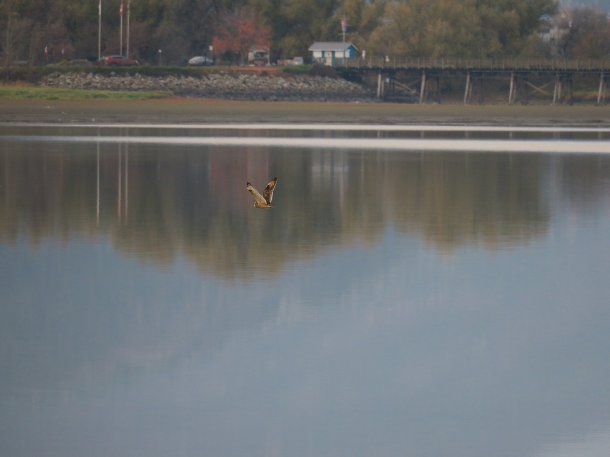 Short-eared Owl - ML645115946