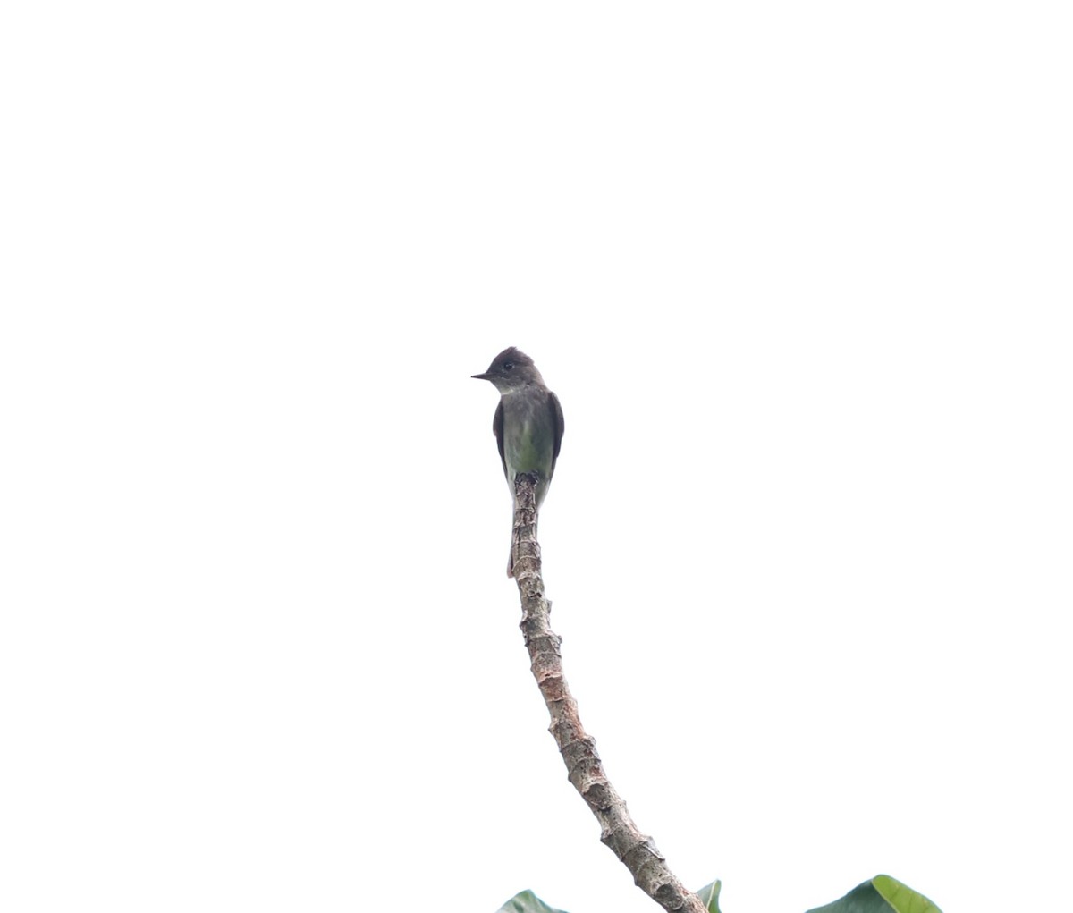 Western Wood-Pewee - ML645115952