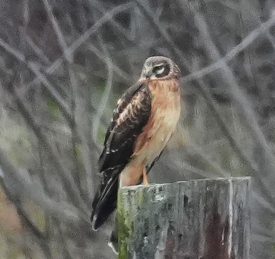 Northern Harrier - ML645115967