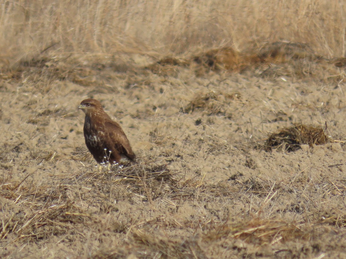 Buse variable - ML645115971