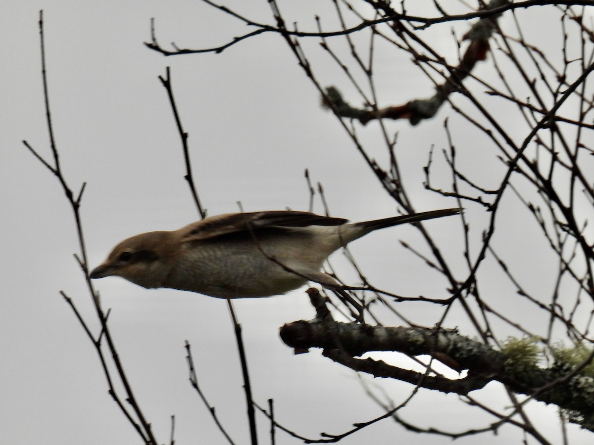 オオモズ - ML645115980