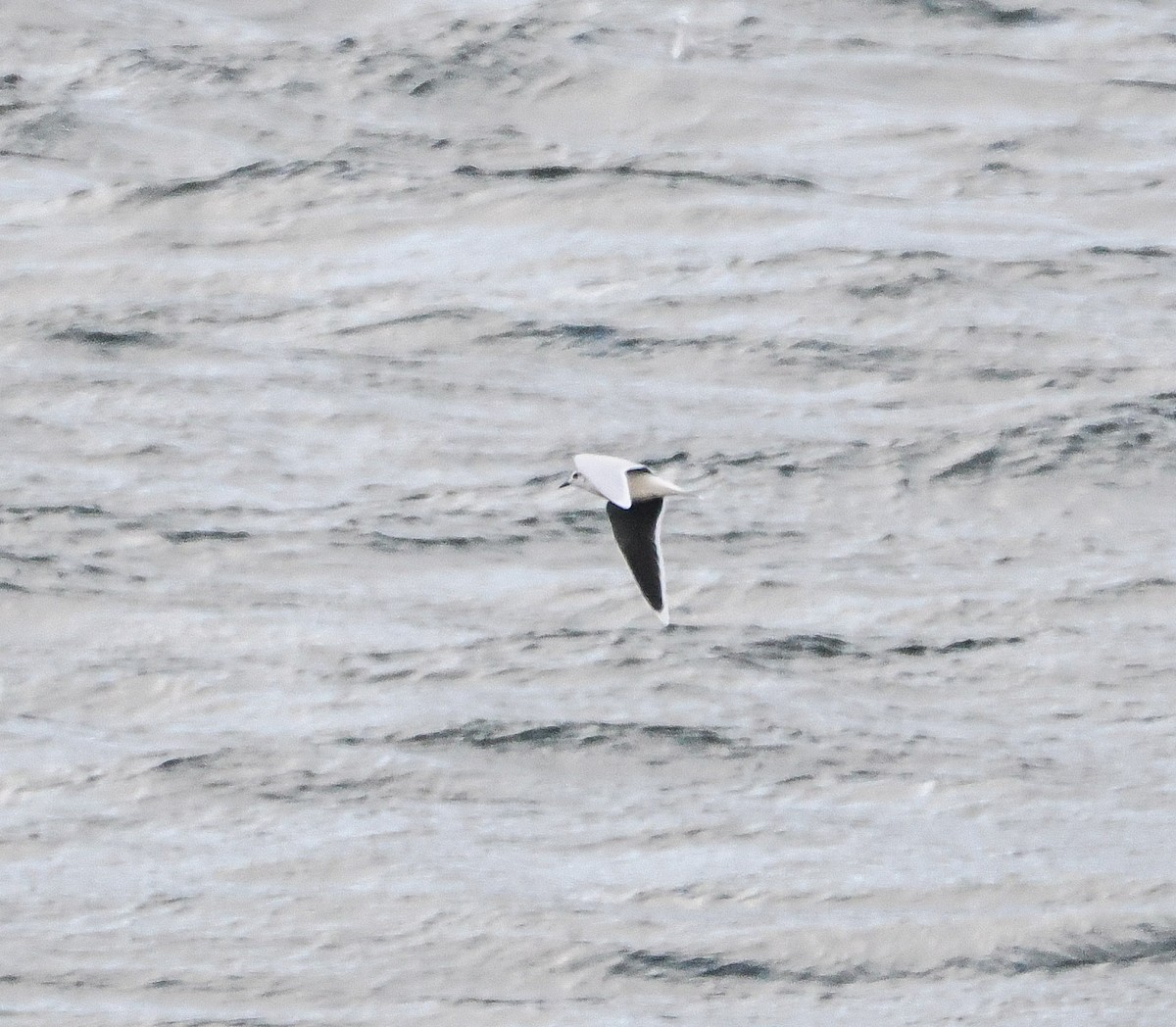 Little Gull - ML645115984