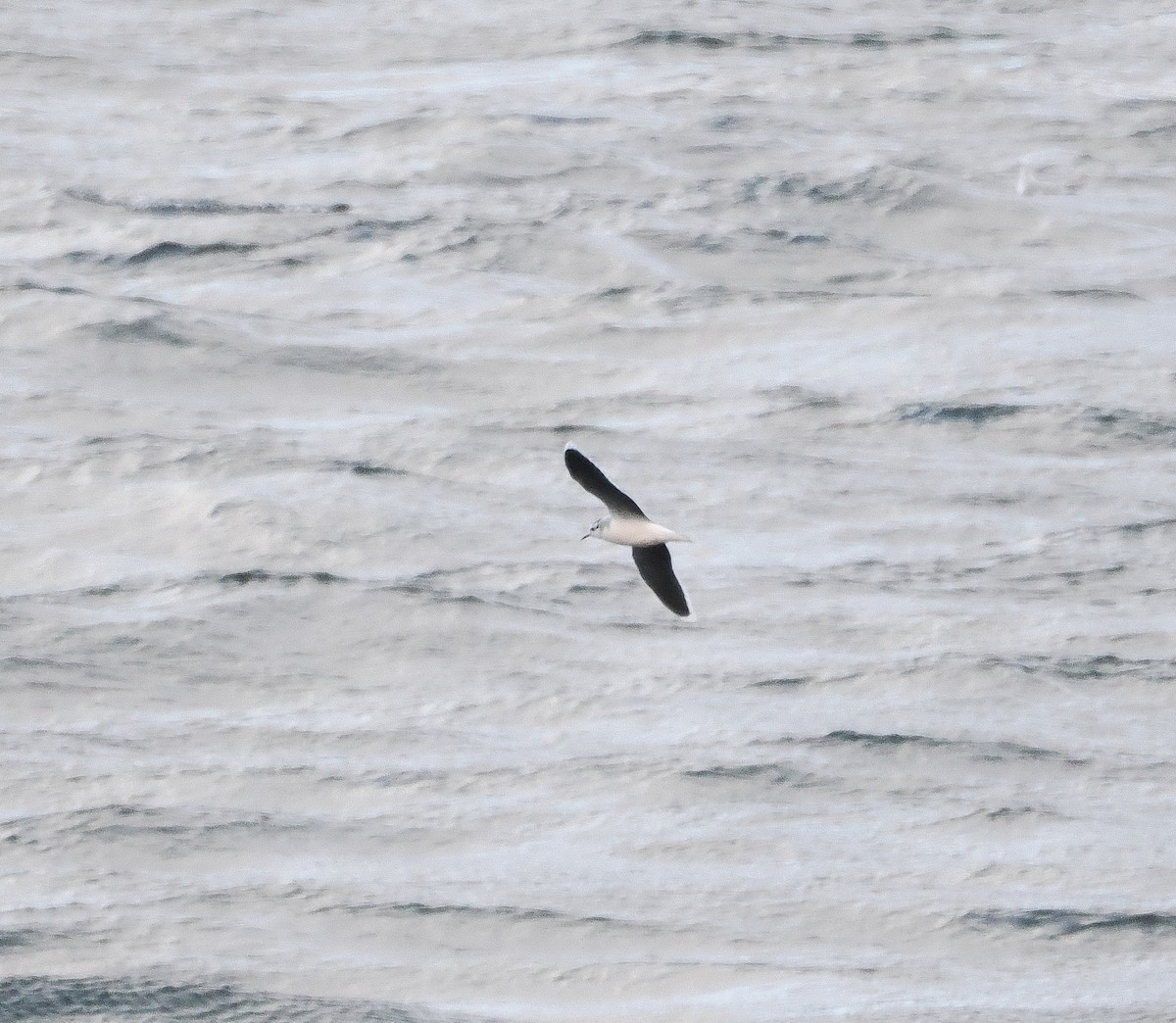 Little Gull - ML645115985