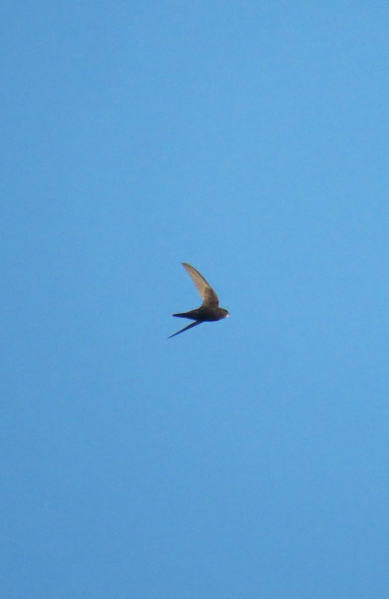 Серпокрилець чорний - ML645115987