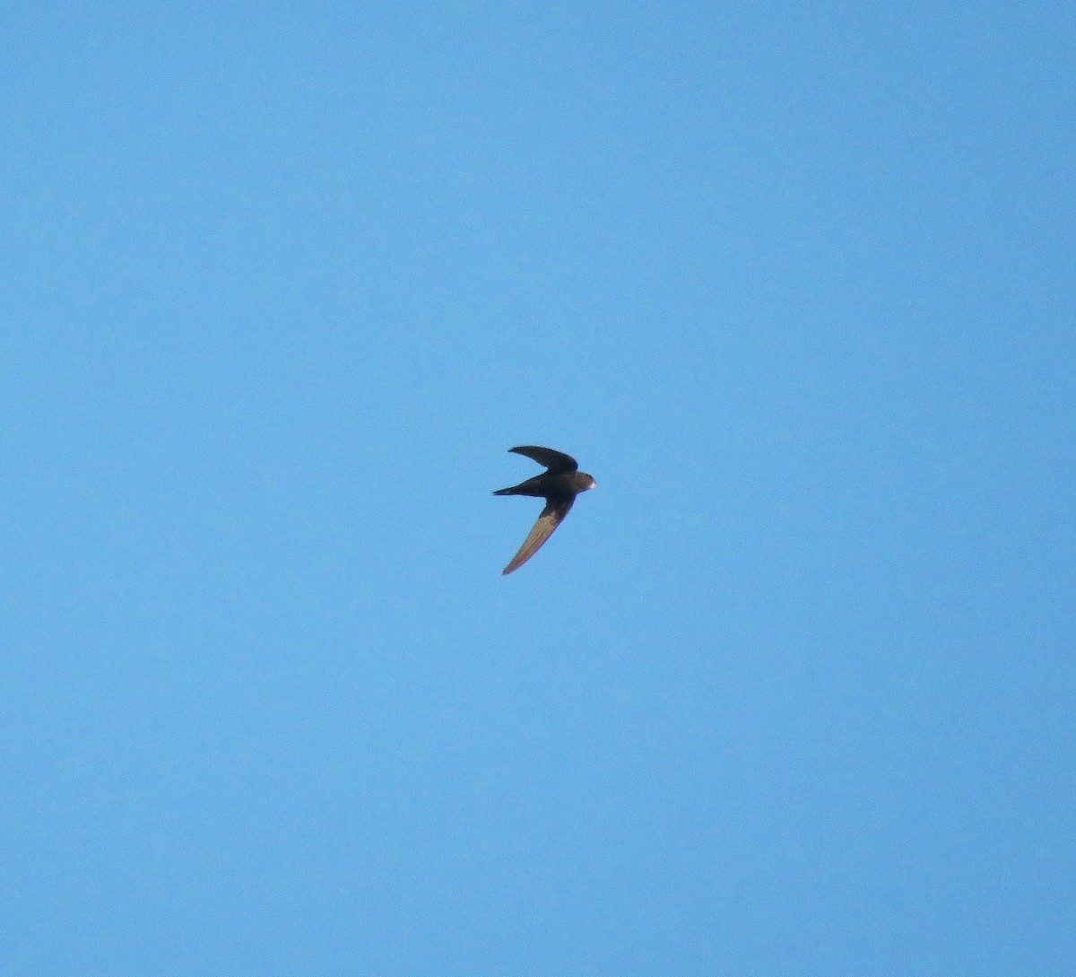 Серпокрилець чорний - ML645115988