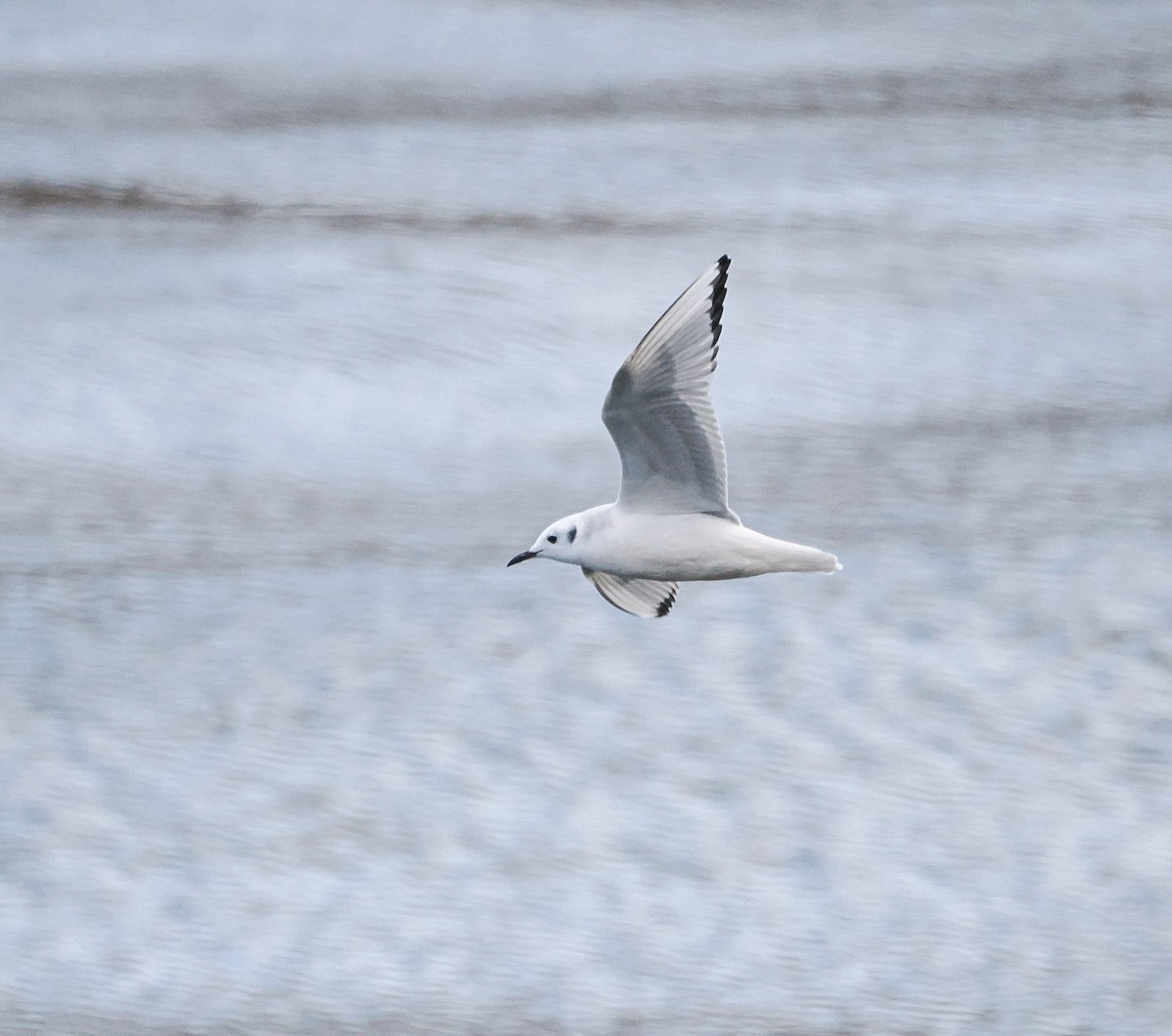 Bonaparte's Gull - ML645115996