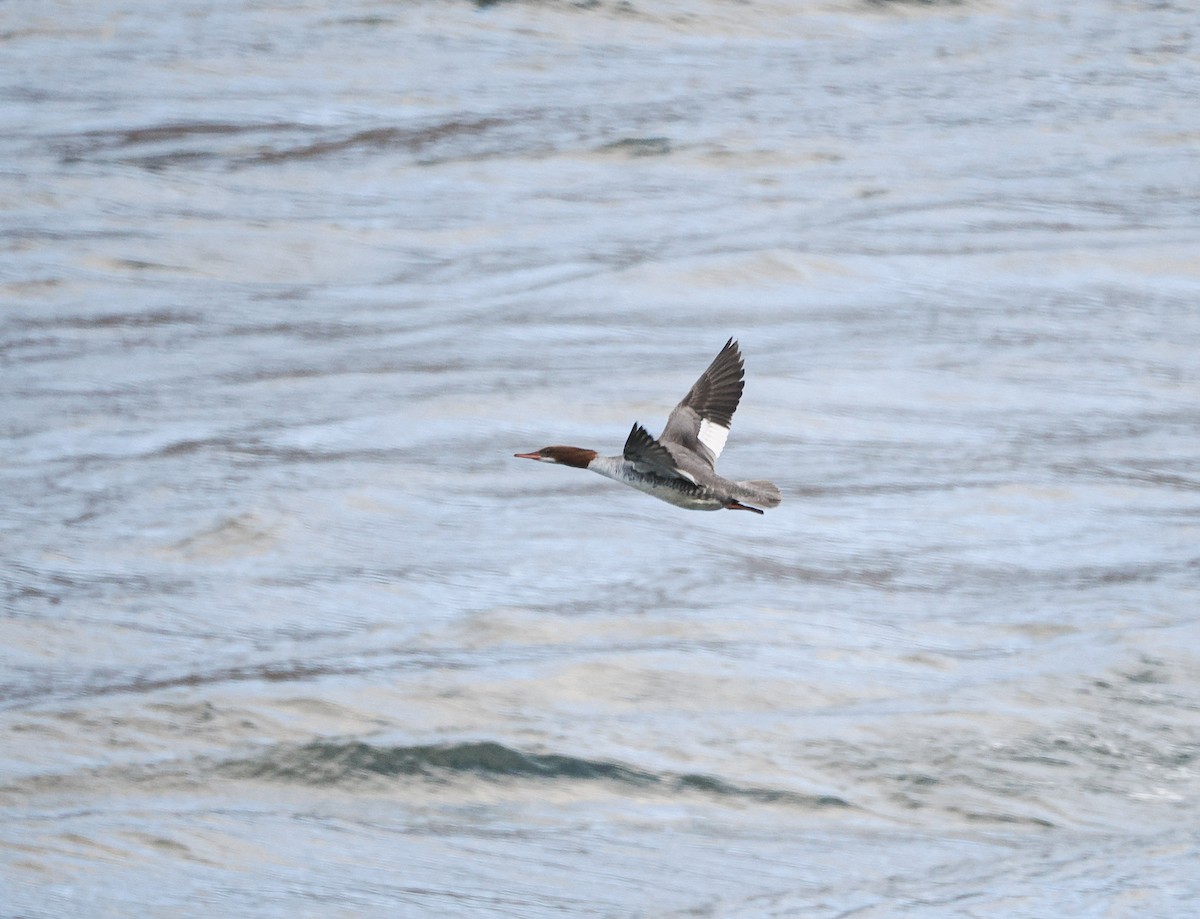 Common Merganser - ML645116004
