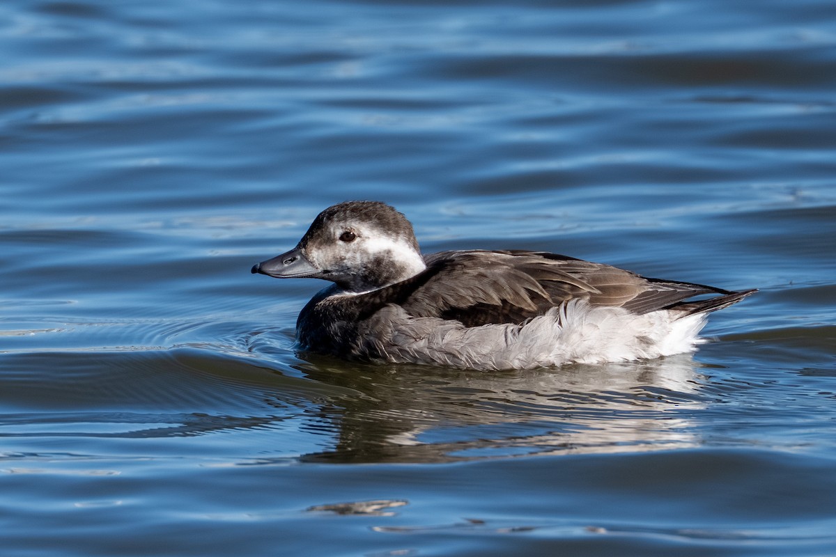 Long-tailed Duck - ML645116008