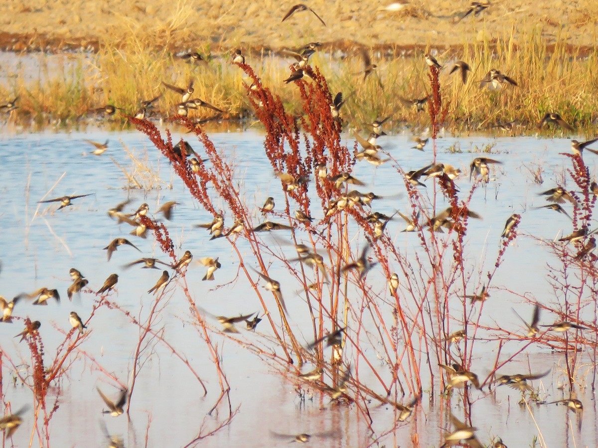 Bank Swallow - ML645116015