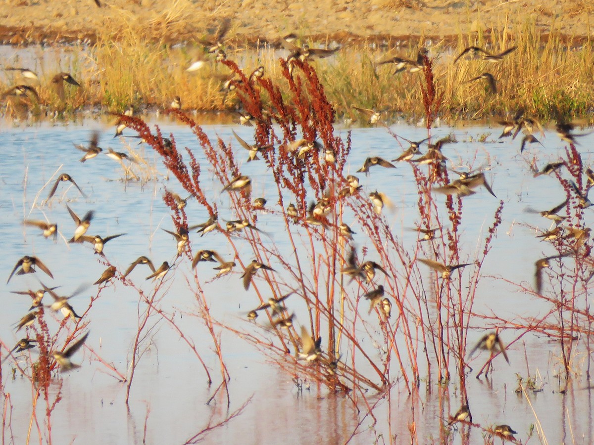 Bank Swallow - ML645116016