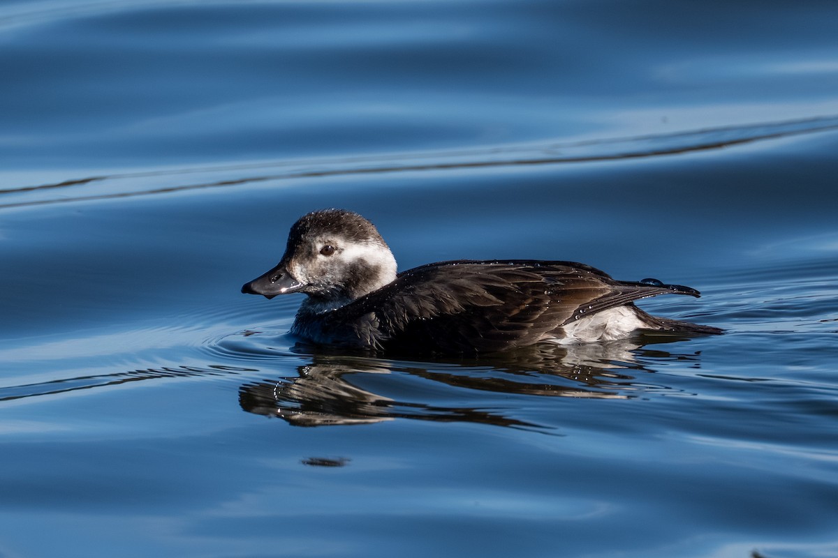Long-tailed Duck - ML645116019