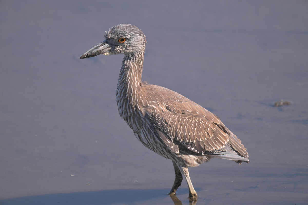 Yellow-crowned Night Heron - ML645116039