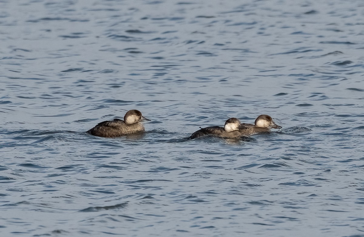 Black Scoter - ML645116061