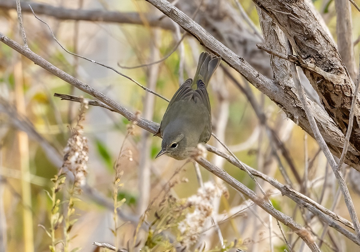 Orange-crowned Warbler - ML645116069