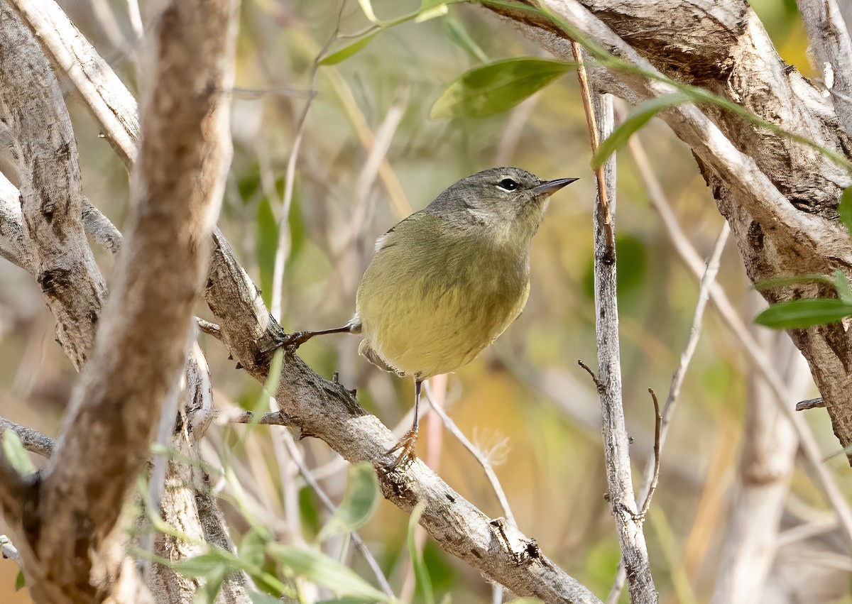 Orange-crowned Warbler - ML645116070