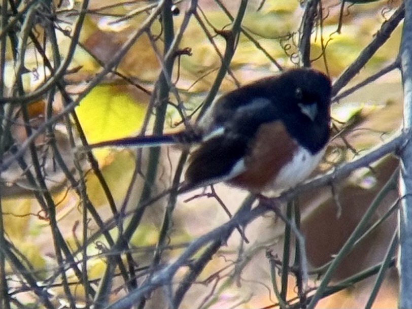 Eastern Towhee - ML645116092