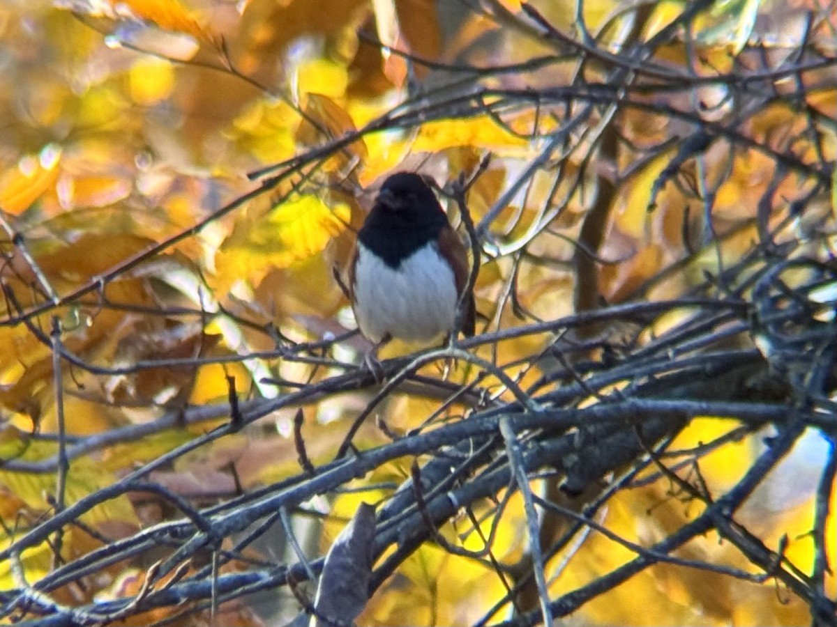 Eastern Towhee - ML645116093